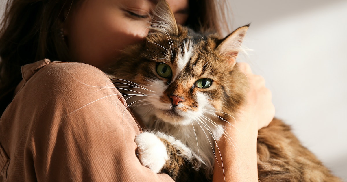 CAT Instagram Captions & Quotes