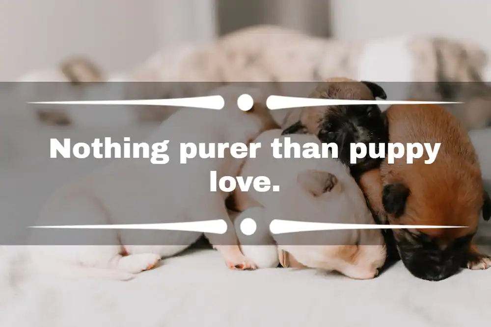 Captions for Puppy Lovers
