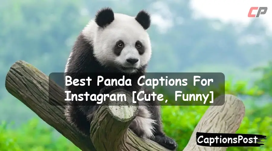 Panda Lover Captions