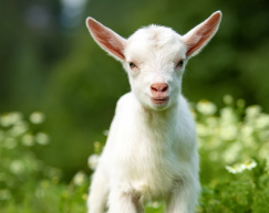 Transitioning to HiPP Goat Milk Formula
